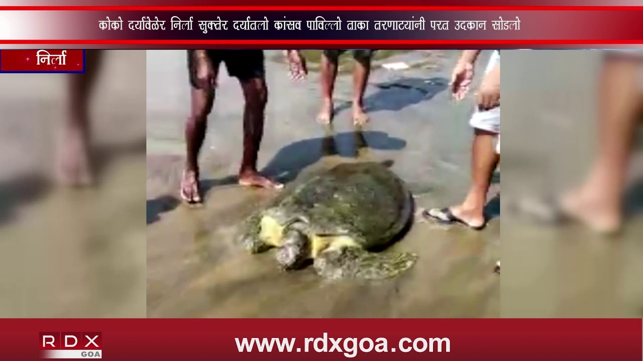 A SEA TURTLE WHICH CAME ON COCO BEACH NERUL DURING LOW TIDES RELEASED ...