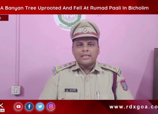 A Banyan Tree Uprooted And Fell At Rumad Paali In Bicholim