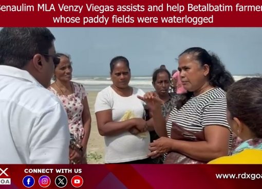 Benaulim MLA Venzy Viegas assists and help Betalbatim farmers whose paddy fields were waterlogged