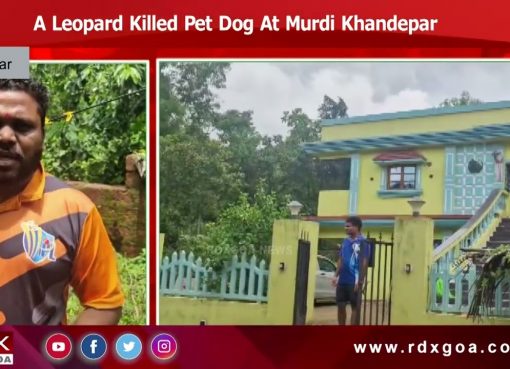 A Leopard Killed Pet Dog At Murdi Khandepar.