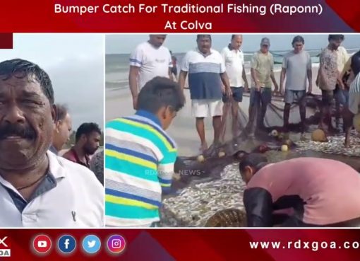 Bumper Catch For Traditional Fishing (Raponn) At Colva