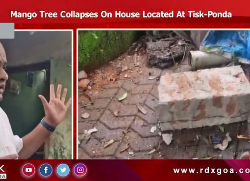 Mango Tree Collapses On House Located At Tisk-Ponda