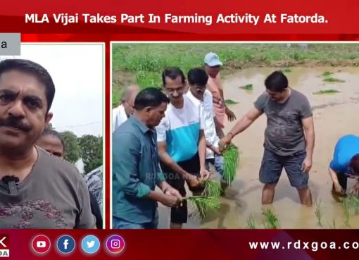 MLA Vijai Takes Part In Farming Activity At Fatorda