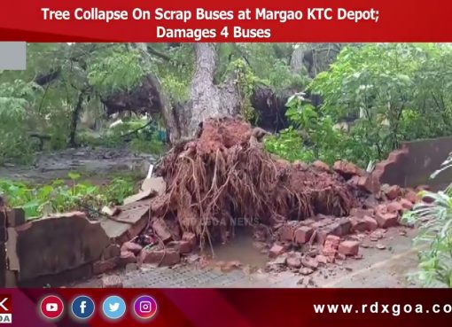 Tree Collapse On Scrap Buses at Margao KTC Depot; Damages 4 Buses