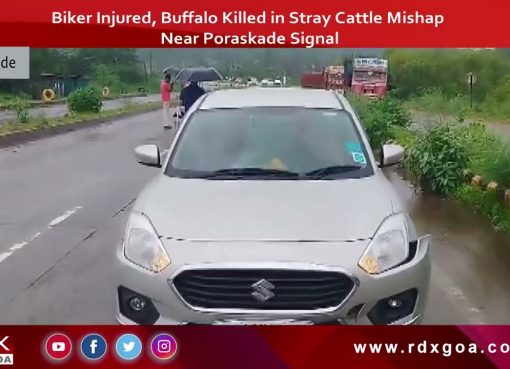 Biker Injured, Buffalo Killed in Stray Cattle Mishap Near Poraskade Signal