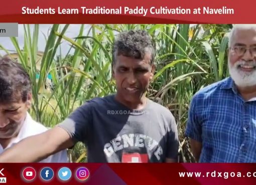 Students Learn Traditional Paddy Cultivation at Navelim